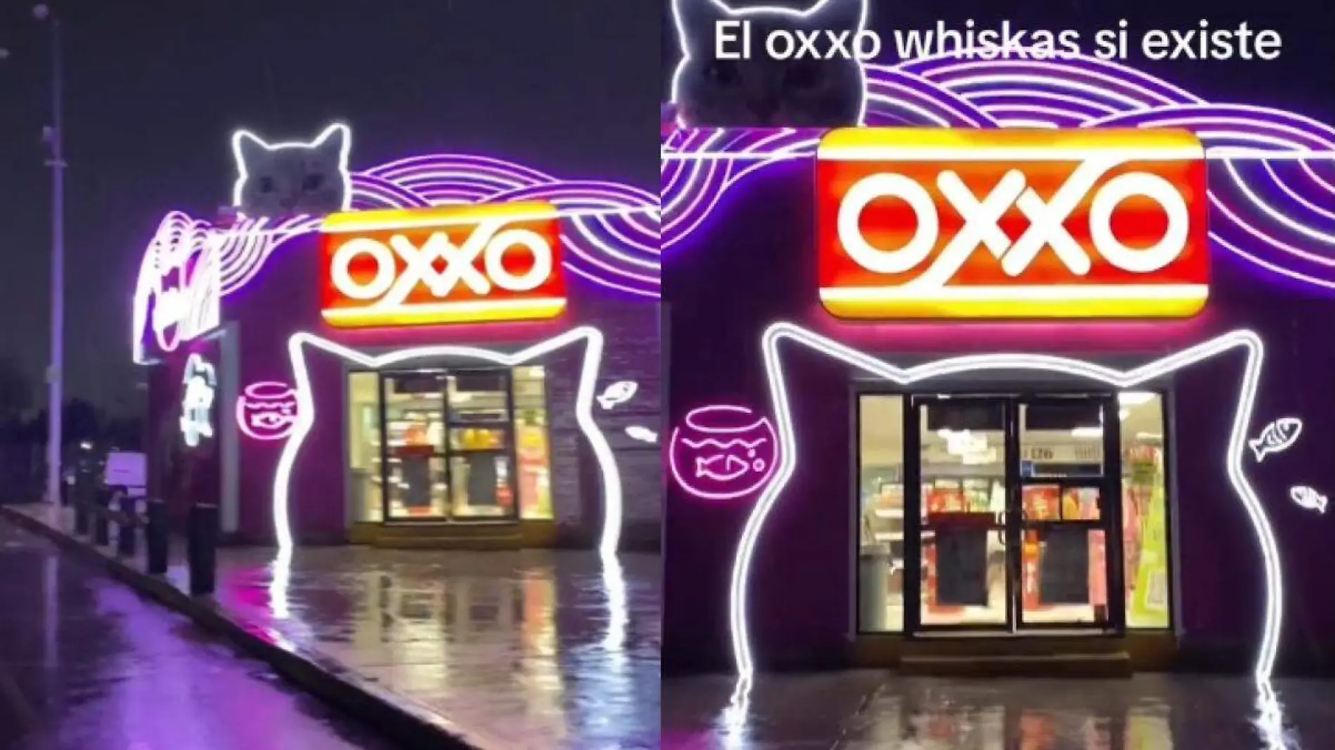 oxxo de gatos